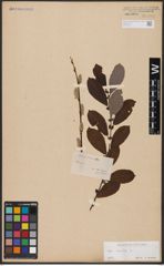 Foto von Salix aurita L.